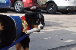 Image of puppy carrying bone