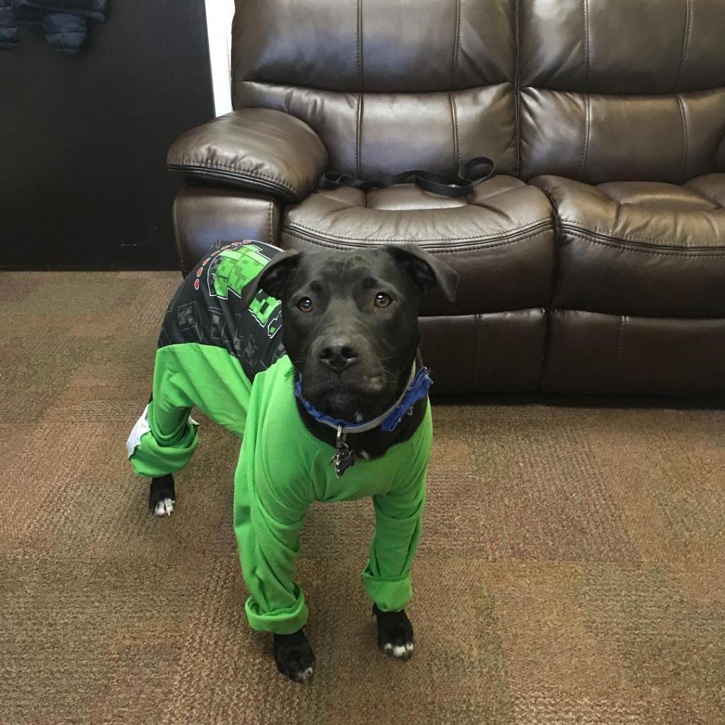 Image of Chester the dog wearing green outfit